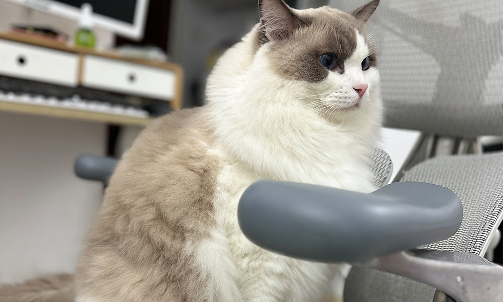 Sihoo Doro S300: A Blessing for Your Pet?